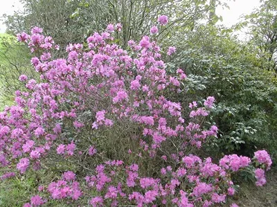 Rhododendron засаждане и поддръжка, умножение, пресаждане, подрязване, вид, сорт, машини, съоръжения снимка