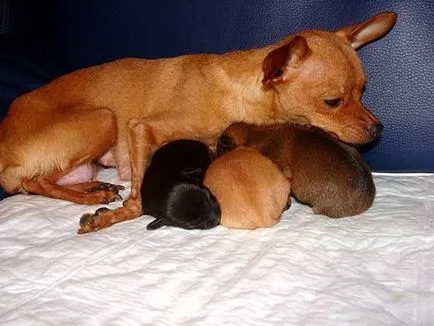 Születések kutya szukák, ha a tulajdonos a szuka kell aggódni a helyzet a kölykök születési, született