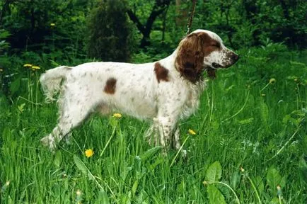 Spaniel română, română Spaniel de vânătoare Cocker, rasa de câine, fotografii