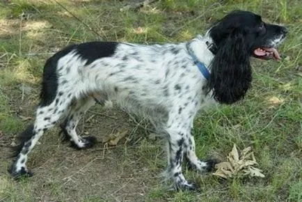 Spaniel română, română Spaniel de vânătoare Cocker, rasa de câine, fotografii