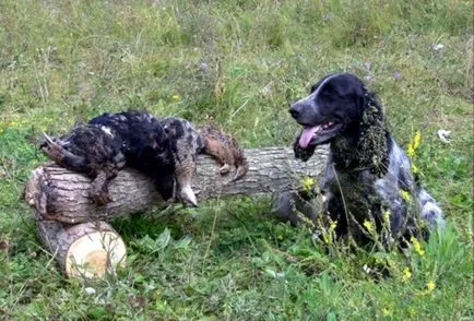 Spaniel română, română Spaniel de vânătoare Cocker, rasa de câine, fotografii