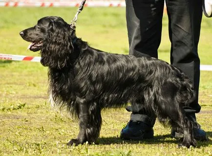 Spaniel română, română Spaniel de vânătoare Cocker, rasa de câine, fotografii