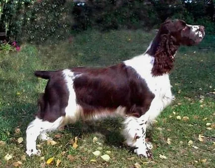 Spaniel română, română Spaniel de vânătoare Cocker, rasa de câine, fotografii