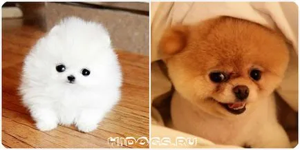 Puppy Pomeranian caracter special (fotografii)