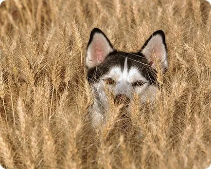 Husky Siberian, poze Husky Siberian