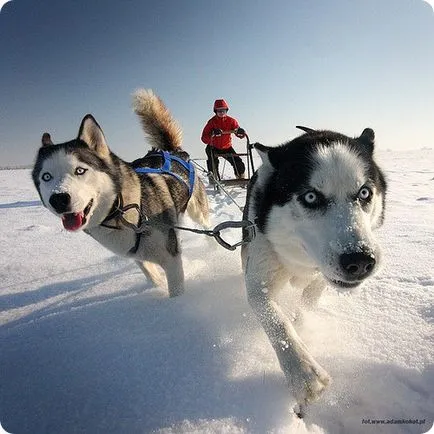 Husky Siberian, poze Husky Siberian