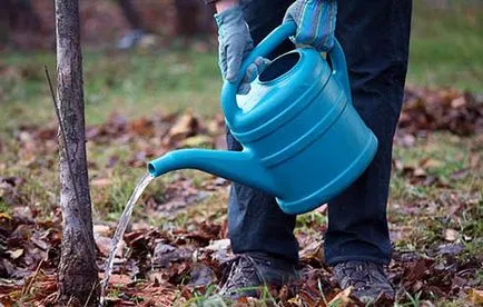 Prune uscate, de ce, ce aflăm cauza și posibil