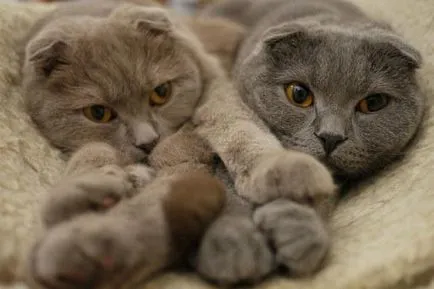 Scottish Fold (Fold), ca una dintre cele mai interesante specii