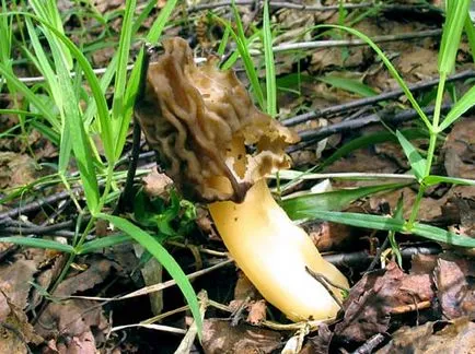 Morels (morchellaceae)