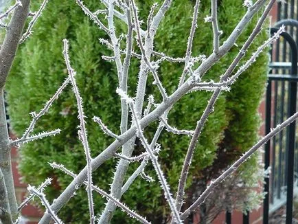 Prune uscate, de ce, ce aflăm cauza și posibil