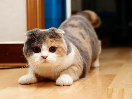 Scottish Fold (Fold), ca una dintre cele mai interesante specii