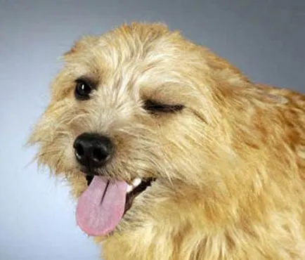 Смешни и оригинални снимки на кучета