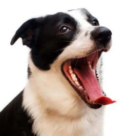 Vicces és eredeti fotók a kutyák