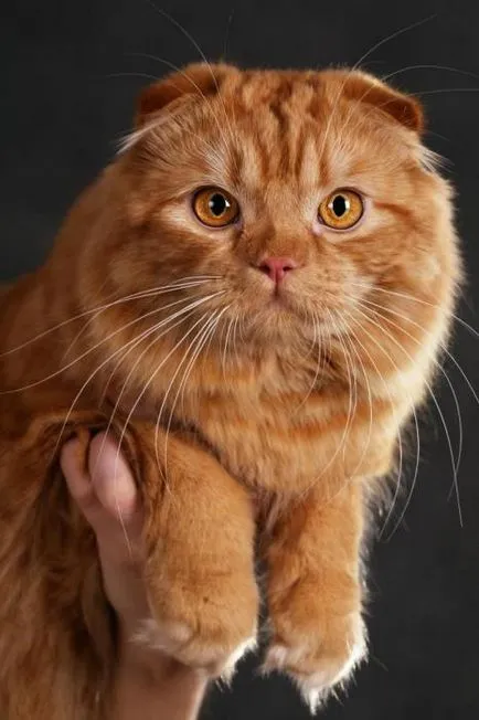 Scottish Fold (Fold), ca una dintre cele mai interesante specii