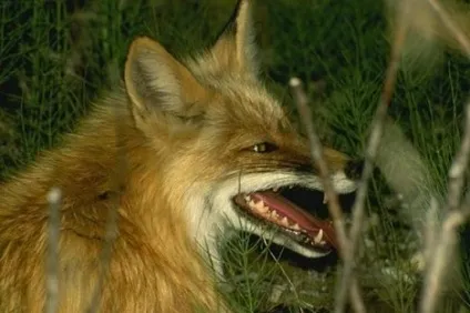 Як розпізнати сказ у домашніх тварин - телеканал 360 (телеканал 360) Як розпізнати сказ у домашніх тварин - телеканал 360
