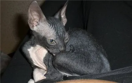 perie Sphynx