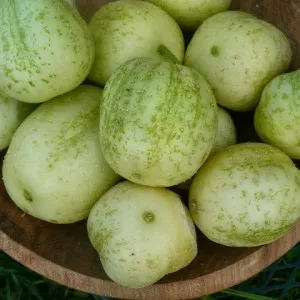 Grad de cristal de mere castravete - o grădină de legume fără griji