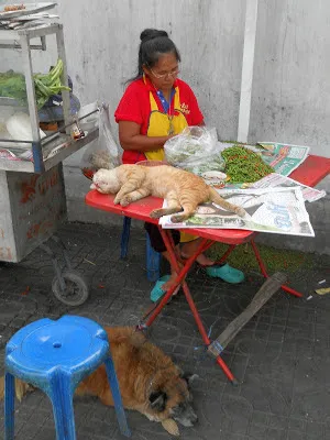 Un câine în Thailanda, și pisicile prea