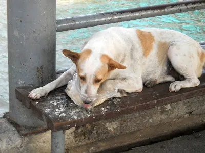 Un câine în Thailanda, și pisicile prea