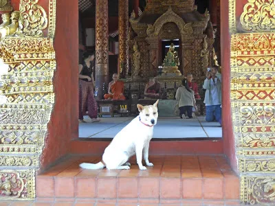 Куче в Тайланд, и котки също