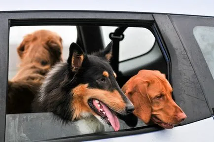 Kutya az autó biztonságát és kényelmét - zooinform Város