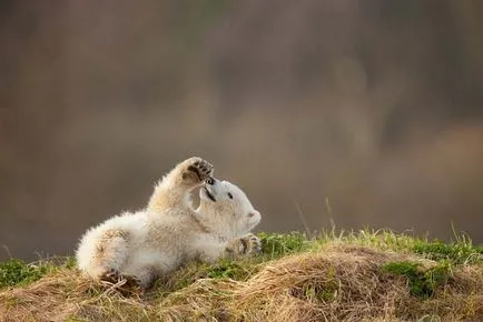 Álomértelmezés mi álmok Bear (barna, fehér)