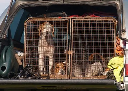 Câine în condiții de siguranță și confort auto - zooinform orașului