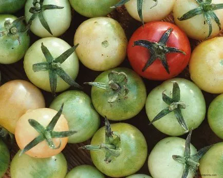 Grade kristály alma uborka - egy konyhakert gond nélkül