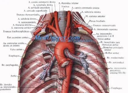 átlagosan mediastinum