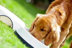 Суха храна за кучета и кученца списък с премия фуражи, супер-премиум, как да се хранят