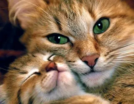 Versek macskákról szól, blogger tykavka internetes október 29, 2012, a pletyka