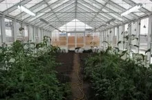 Greenhouse 