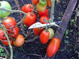 Tomate „troica Siberian“ - comentarii, fotografii, descriere