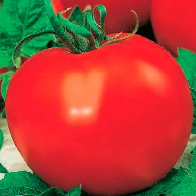 Tomate - Irina - f1, caracteristic soiului, aspectul, randamentul