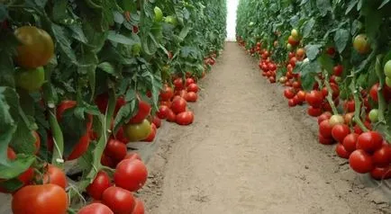 Tomate mahitos f1 (50 poze) creșterea unei tomate, o descriere a soiului, recenzii, video