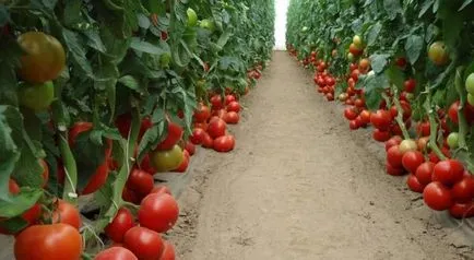 Tomate mahitos f1 (55 poze) tomate, descriere și recenzii, un film în creștere