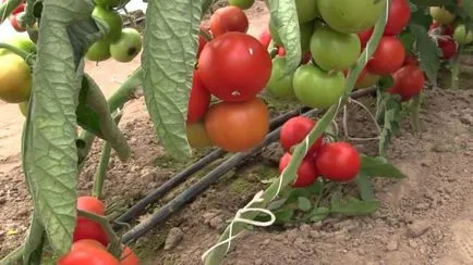 Tomate „mahitos f1» descriere și caracterizare, de reproducere, fotografii