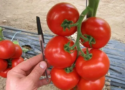 Tomate mahitos f1 (55 poze) tomate, descriere și recenzii, un film în creștere