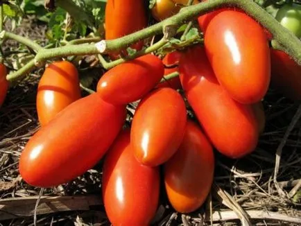 Tomate „troica siberian“ descriere si caracterizare, de reproducere, fotografii