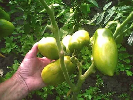 Tomate „troica siberian“ descriere si caracterizare, de reproducere, fotografii