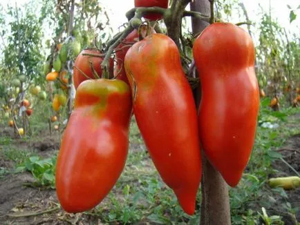 Tomate „Mustang“ descriere si caracterizare, de reproducere, fotografii