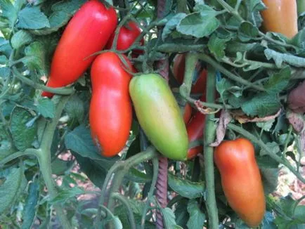 Tomate „Mustang“ descriere si caracterizare, de reproducere, fotografii