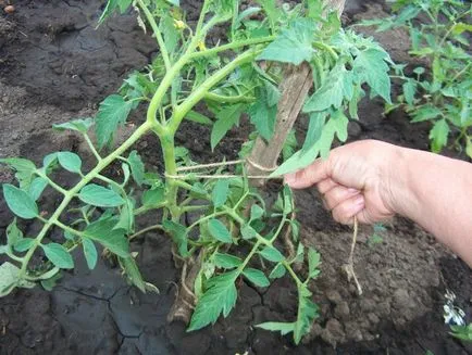 Tomate „troica siberian“ descriere si caracterizare, de reproducere, fotografii