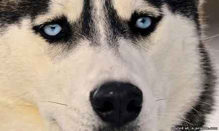 Top 10 lucruri despre husky siberian si nu numai - 20 poze - poze - fotografii lumii naturale