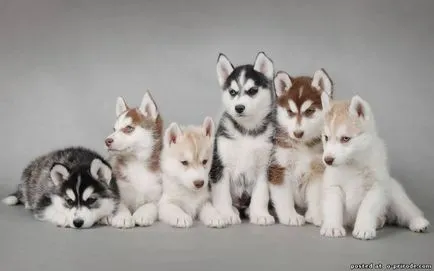 Top 10 lucruri despre husky siberian si nu numai - 20 poze - poze - fotografii lumii naturale