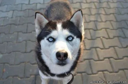 Top 10 lucruri despre husky siberian si nu numai - 20 poze - poze - fotografii lumii naturale