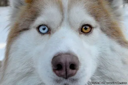 Top 10 lucruri despre husky siberian si nu numai - 20 poze - poze - fotografii lumii naturale