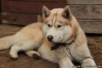 Top 10 lucruri despre husky siberian si nu numai - 20 poze - poze - fotografii lumii naturale