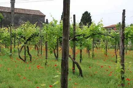 Torcello insulă lângă Veneția, atracții, fotografii