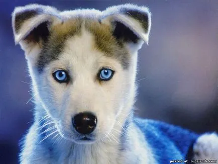 Top 10 lucruri despre husky siberian si nu numai - 20 poze - poze - fotografii lumii naturale